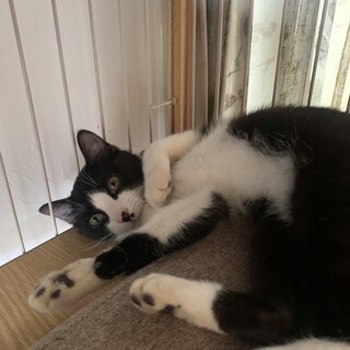 ありがとうございました★可愛いハチワレ　スカイくん