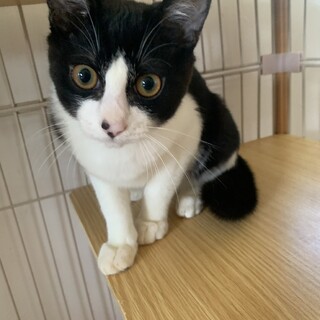 ありがとうございました★可愛いハチワレ　アースくん