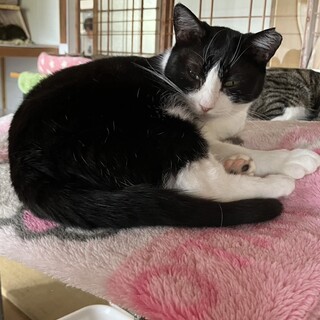 ありがとうございました★優しいハチワレちびこちゃん