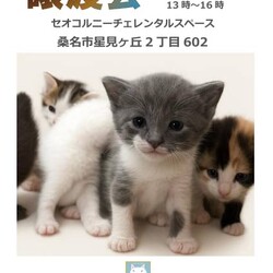 三重県桑名市5月12日(日)リトルパウエイド譲渡会