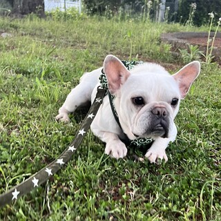 実は陽気なフレブル「華乃-カノ」ちゃん