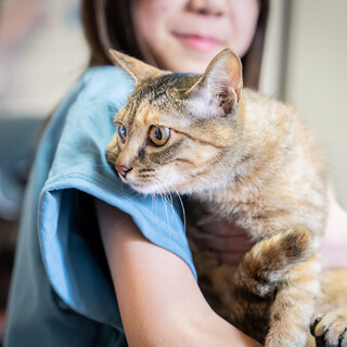 元気で人馴れしている茶キジ女子「スラッシュ」ちゃん