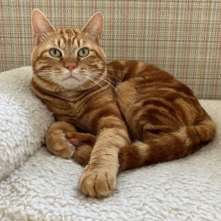 レンタくん（一匹飼い向き）