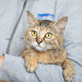 穏やかで人馴れしている茶キジ女子「あられ」ちゃん