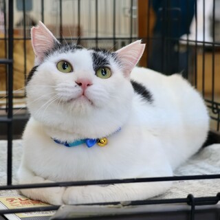 おっきな甘えん坊白黒くん。抱っこ大好き