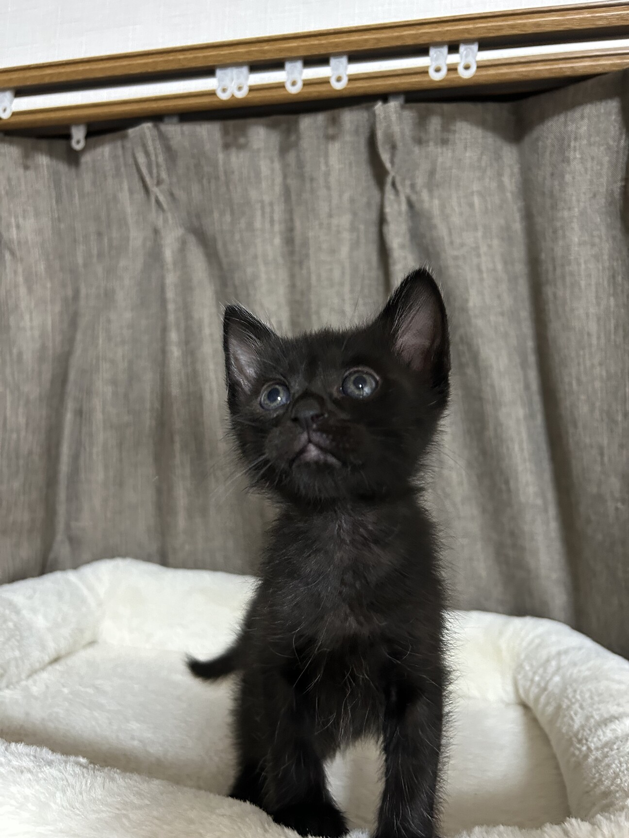 ねこ◎プロフ必読、更新(追記有り)様用 個別オーダー その4-② 生後1ヶ月半4兄妹②黒猫男の子」大阪府 - 猫の里親募集(514778
