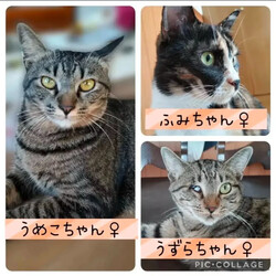 保護猫譲渡会@高浜市