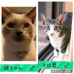 保護猫譲渡会@碧南市