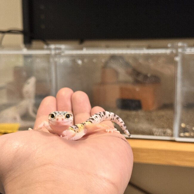 ナルヴィクのカバー写真