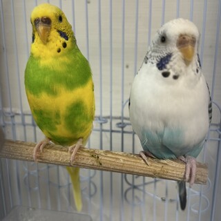 セキセイインコ2羽の里親を募集します。