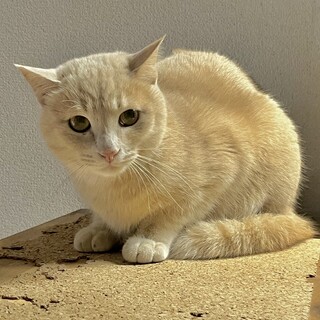 クリーム茶トラの男の子もらってください