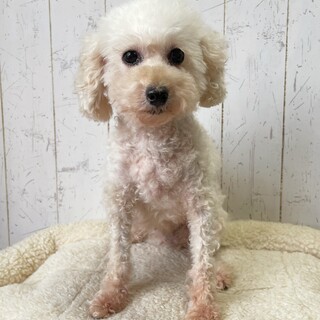 とっても可愛いホワイトプードルちゃん♪