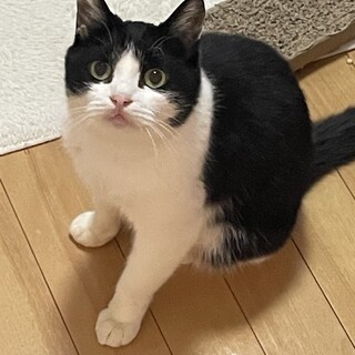 人や病院、爪切り平気、甘々なおっとりさん