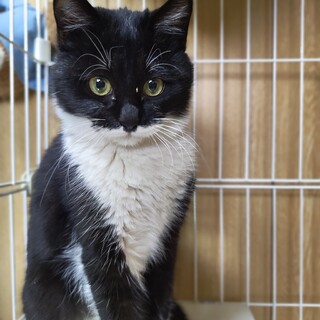 再度募集します！（仮名：おにぎりちゃん）