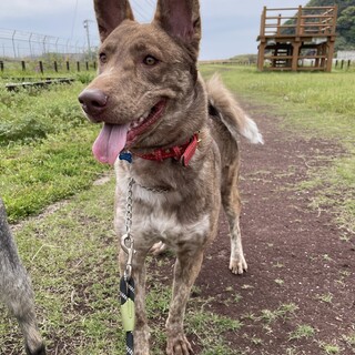 【募集停止中】元気いっぱいな男の子　翔