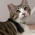 運命の人募集中！生後9ヶ月⭐︎きじしろ猫のカイ。