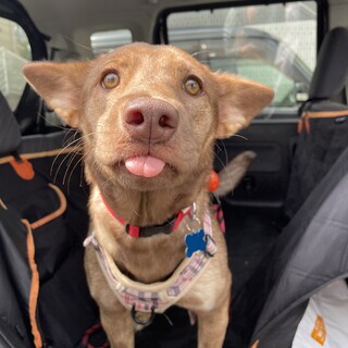 杏【バベシア症】