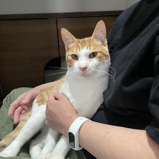 茶白　男の子　推定8ヶ月　トナカイ君