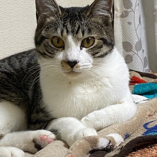 猫と仲良くできる才能あり♪げんた