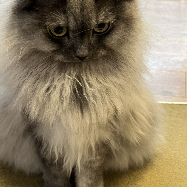 コウタコのカバー写真