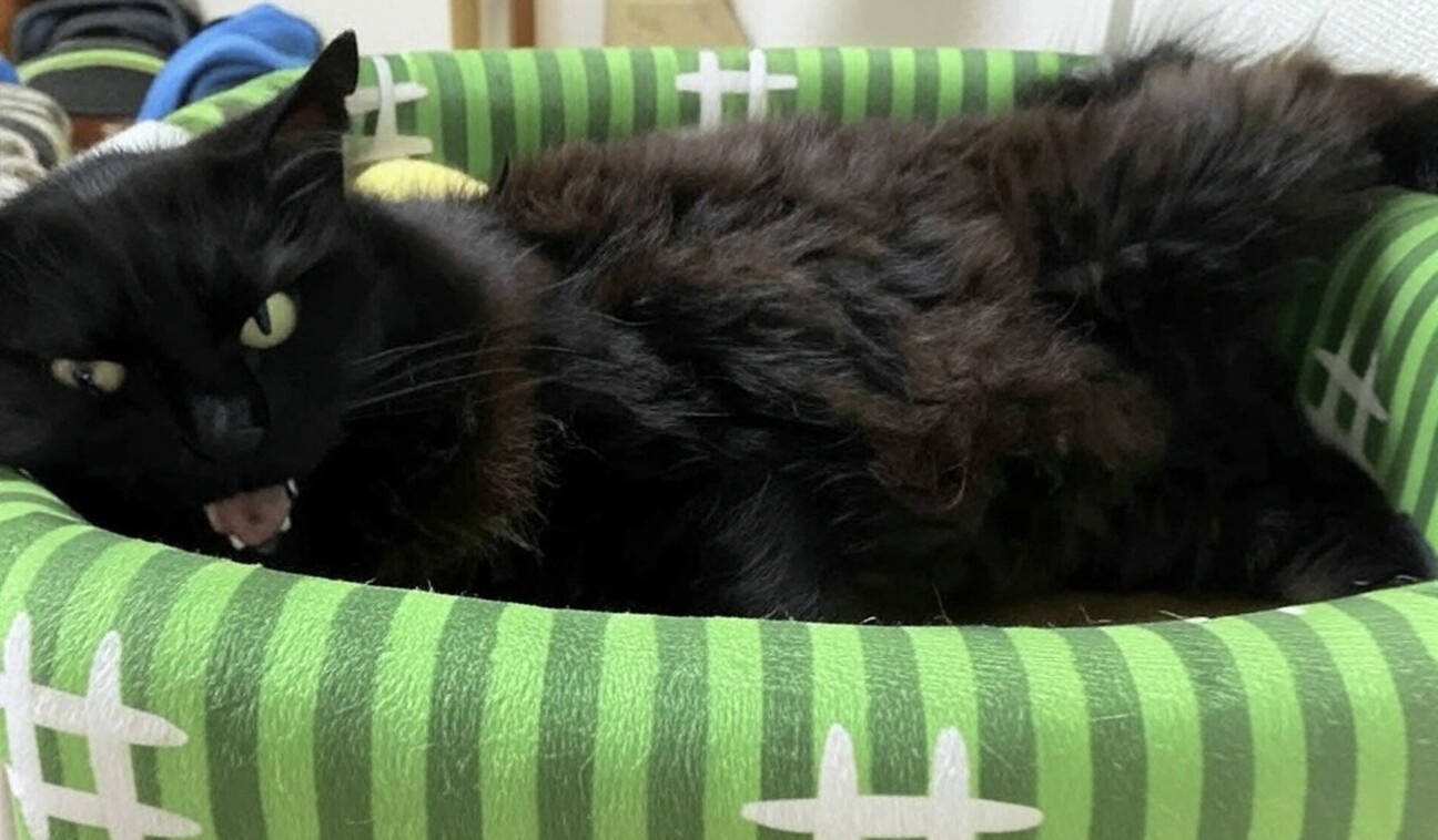 飼育放棄から保護 黒猫の」埼玉県 - 猫の里親募集(514822) 3