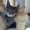 山形ニコ