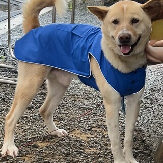 ミックス犬　くぅ