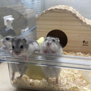 2025年3月中旬生まれ！ジャンガリアンハムスター
