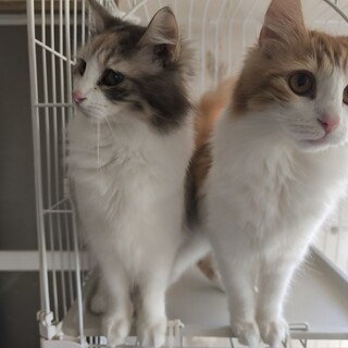 2頭、姉妹での募集です。