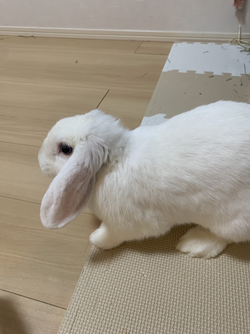 白色ロップイヤーの女の子」長野県 - 小動物の里親募集(514854) 4枚目