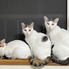 可愛いハチワレ三毛ちゃん！ サムネイル3