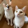 可愛いハチワレ三毛ちゃん！ サムネイル6