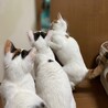 可愛いハチワレ三毛ちゃん！ サムネイル7