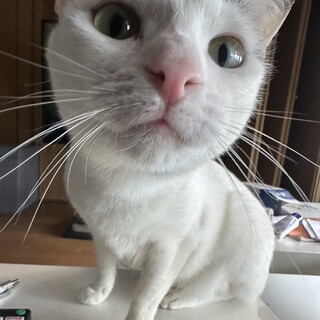 キャンドルテイル♪人間大好きベタ馴れ甘えん坊シータ