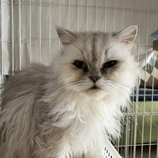 チンチラシルバー♀しろたえ約5〜7歳