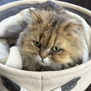 ゴールデンのチンチラ♂もう太約3〜5歳