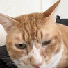 大きな巨大♂茶白猫おじ3～4歳 サムネイル2