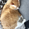 大きな巨大♂茶白猫おじ3～4歳 サムネイル3