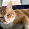 大きな巨大♂茶白猫おじ3～4歳 サムネイル5