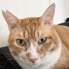 大きな巨大♂茶白猫おじ3～4歳 サムネイル6