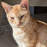 アクティブな茶白猫♀うす9ヶ月半 サムネイル3