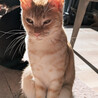アクティブな茶白猫♀うす9ヶ月半 サムネイル4