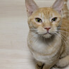 アクティブな茶白猫♀うす9ヶ月半 サムネイル5