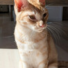 アクティブな茶白猫♀うす9ヶ月半 サムネイル6
