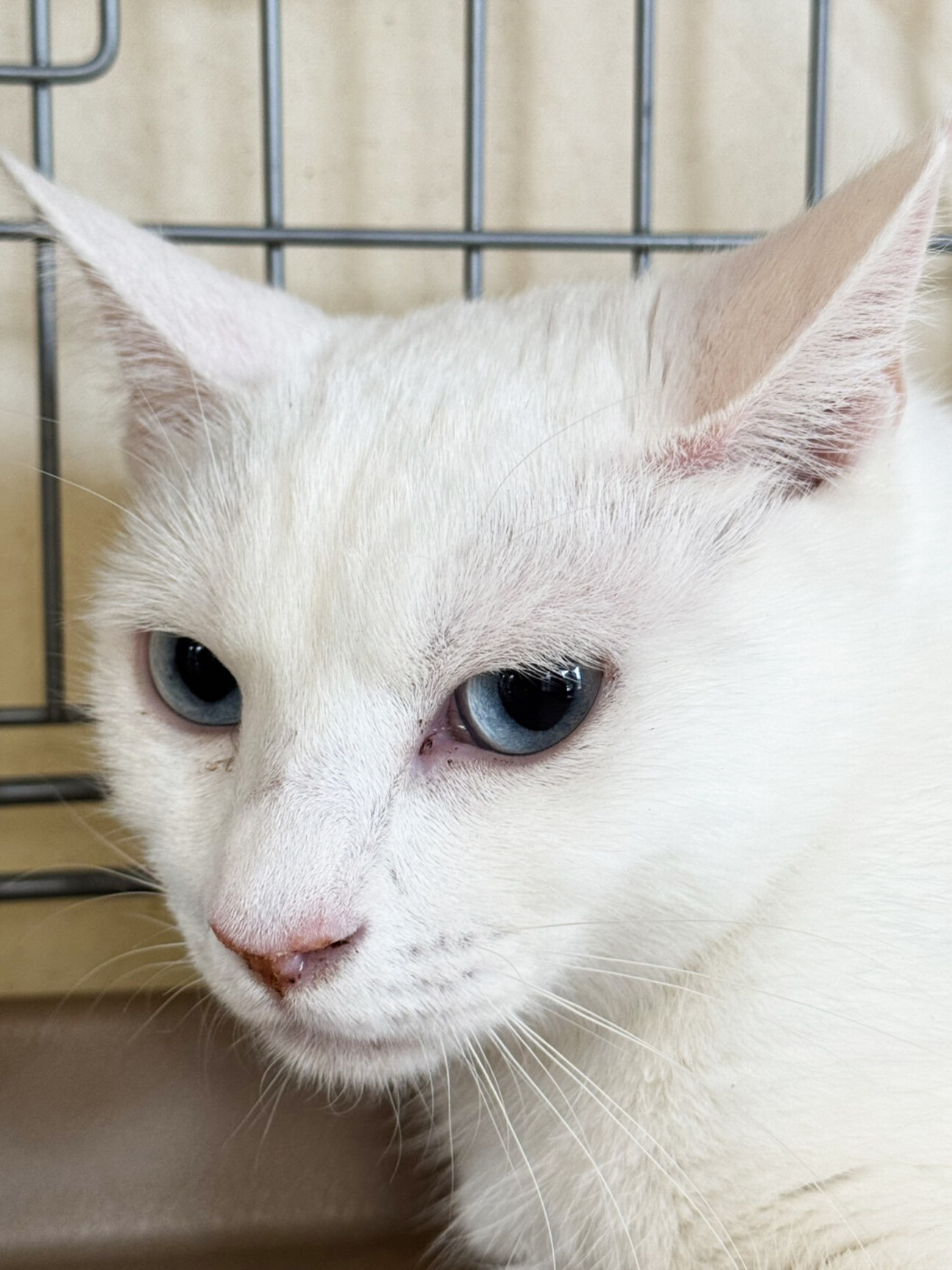 青い瞳の白猫♀しらこ約1」東京都 - 猫の里親募集(514877