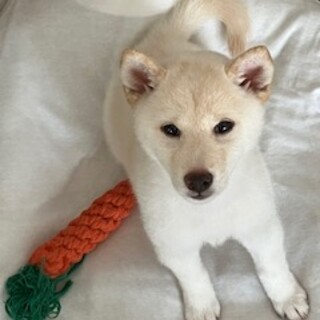 生後８０日の豆柴仔犬です。