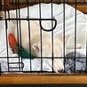 おかげさまで里親様決定しました。 サムネイル7