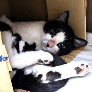 ハチワレ白ソックス、素直なふみちゃん