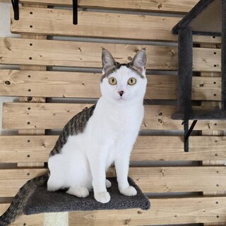 一緒に寝るキジシロちゃん