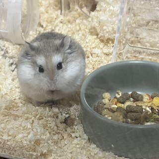 ロボロフスキーハムスターです